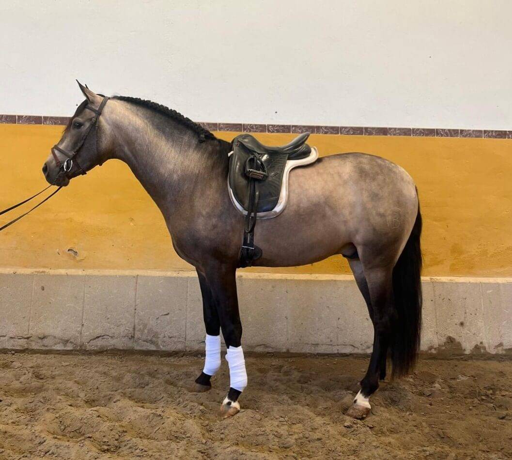 Hengst PRE Puur Ras Spaans Te koop 2022 Donker bruin / bai