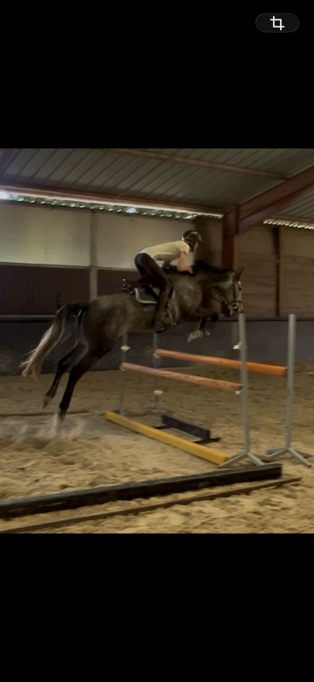 Merrie Selle Fran&ccedil;ais Te koop 2021 Schimmel ,  KAP KENNEDY