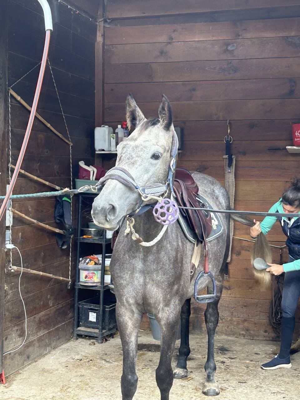 Merrie Selle Fran&ccedil;ais Te koop 2021 Schimmel ,  KAP KENNEDY