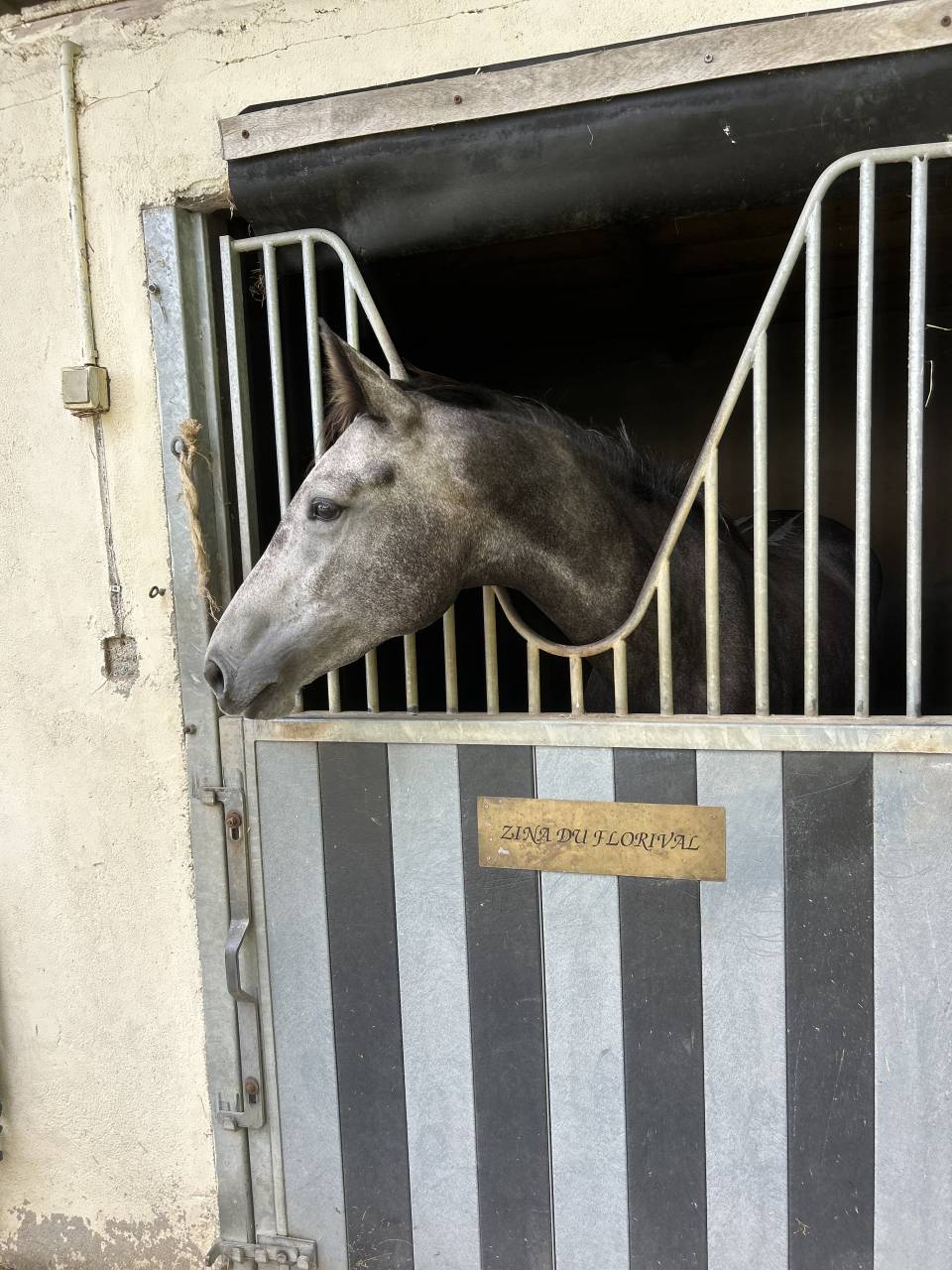 Merrie Selle Fran&ccedil;ais Te koop 2021 Schimmel ,  KAP KENNEDY