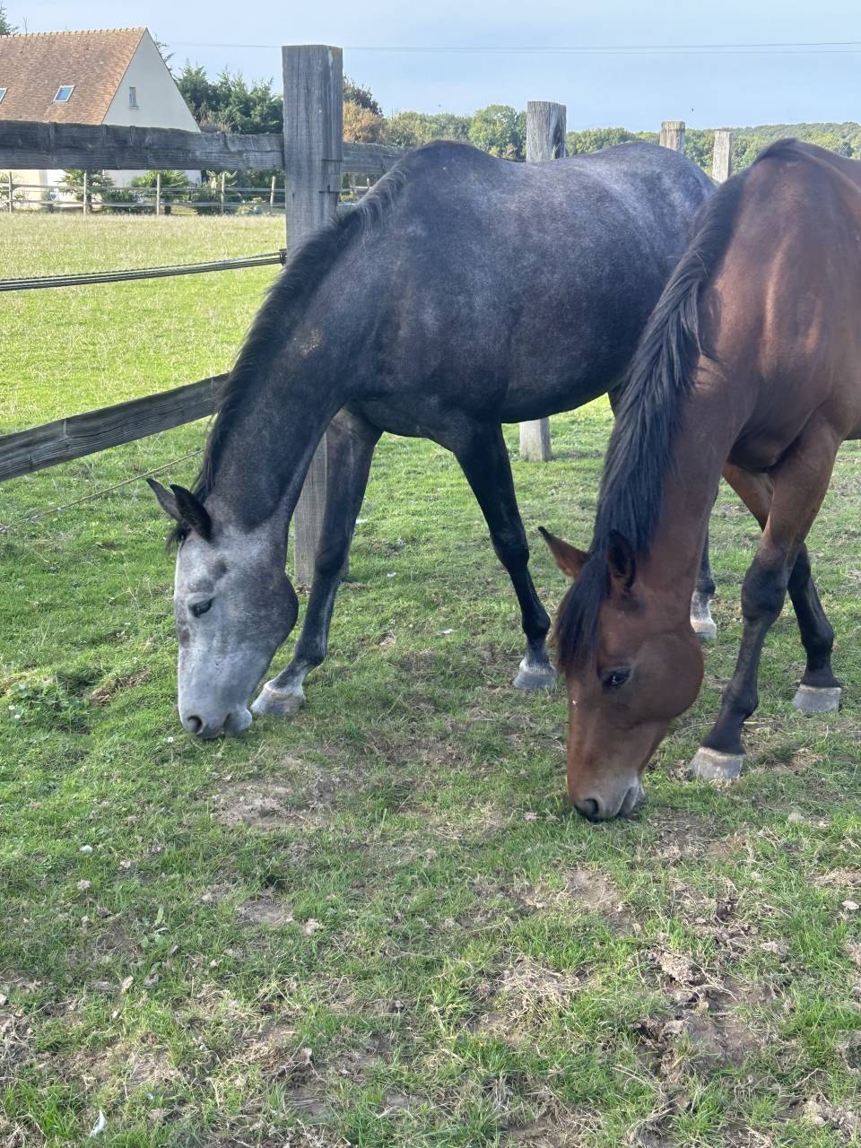 Merrie Selle Fran&ccedil;ais Te koop 2021 Schimmel ,  KAP KENNEDY