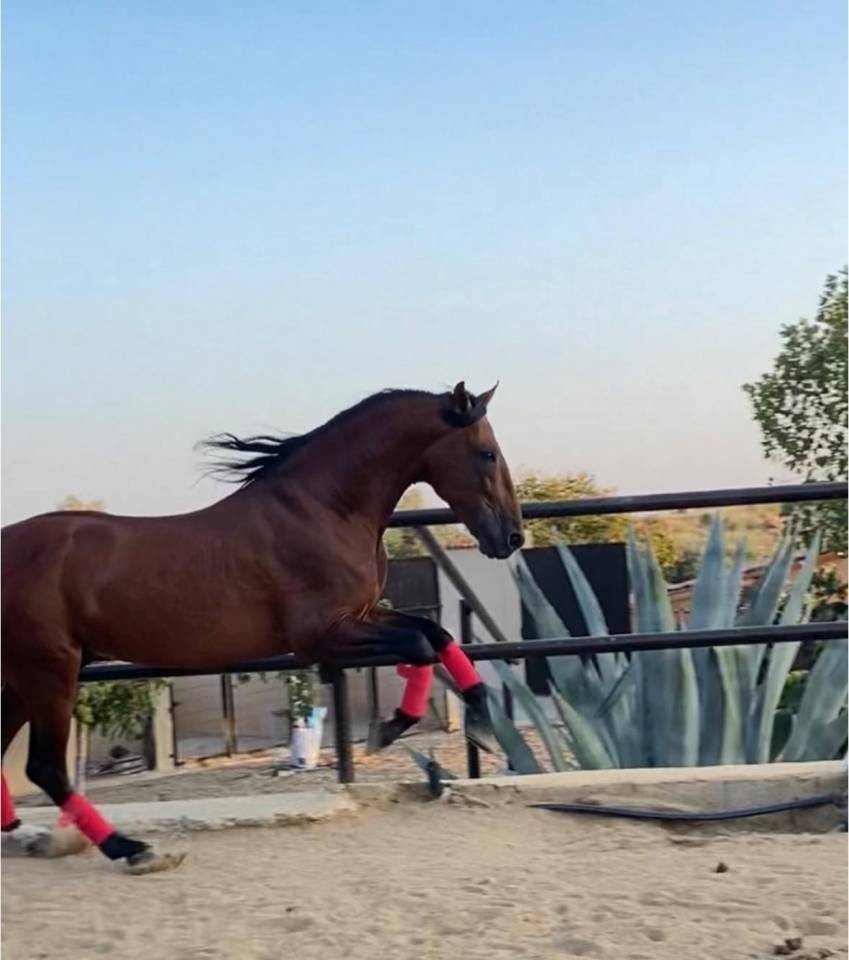 Hengst PRE Puur Ras Spaans Te koop 2018 Donker bruin / bai