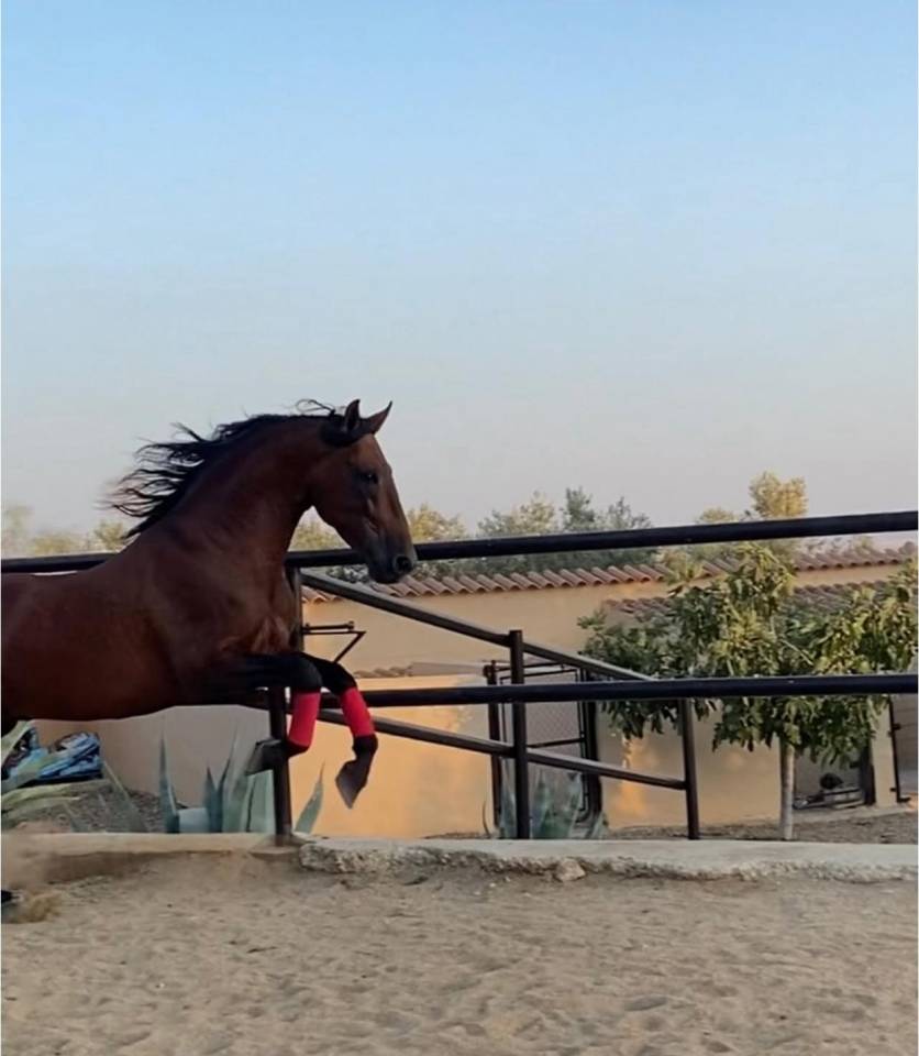 Hengst PRE Puur Ras Spaans Te koop 2018 Donker bruin / bai