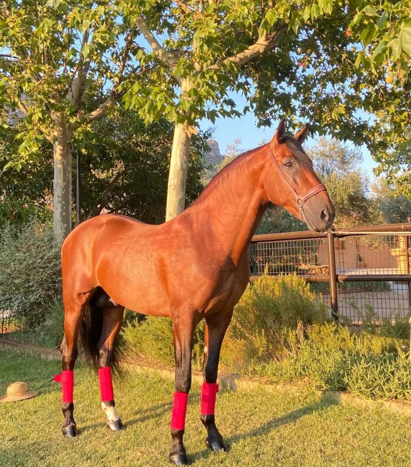 Hengst PRE Puur Ras Spaans Te koop 2018 Donker bruin / bai