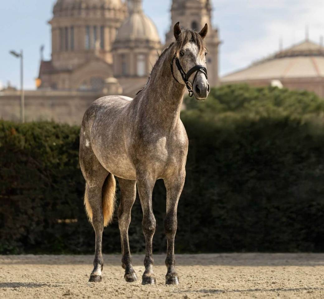 Hengst PRE Puur Ras Spaans Te koop 2022 Schimmel