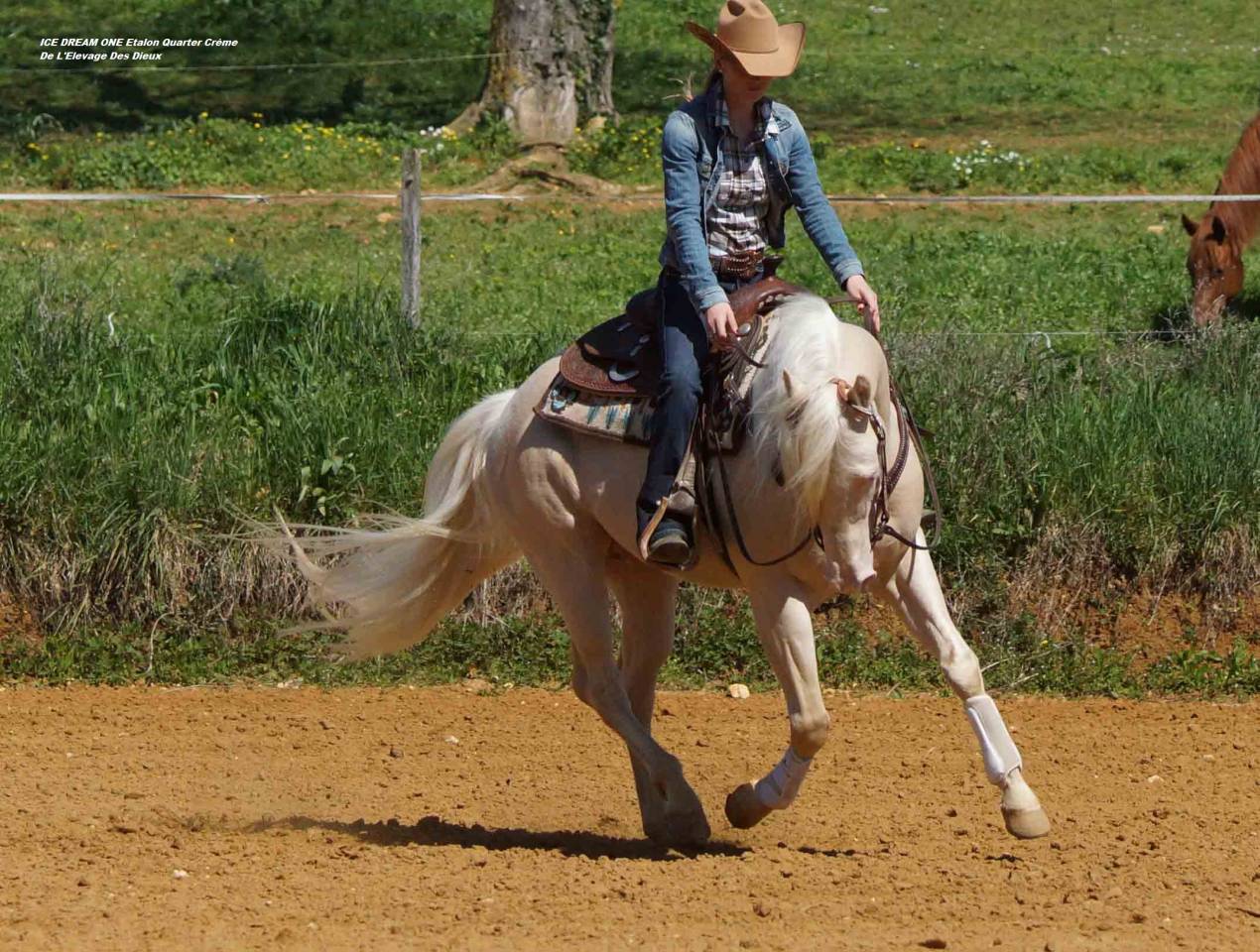 ICE DREAM ONE  - Quarter Horse 2011 ,  MR TUFFEASY SMOKE