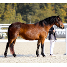 Roulottedescrinsdor